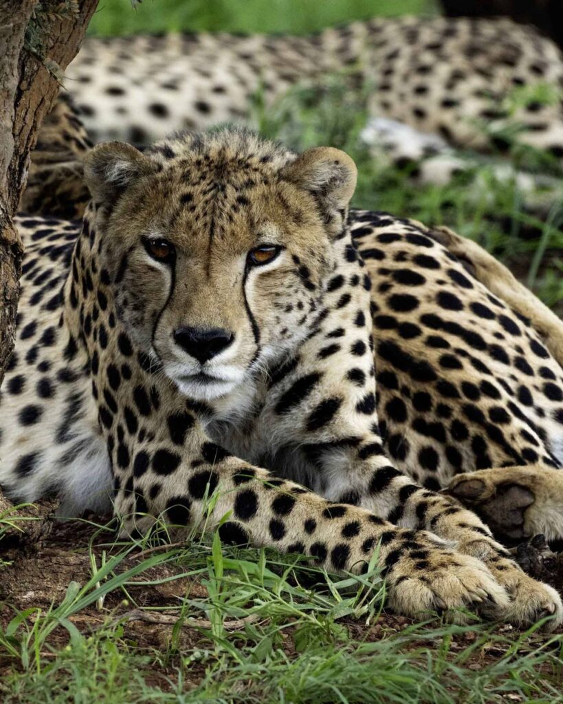 Dinokeng Game Reserve