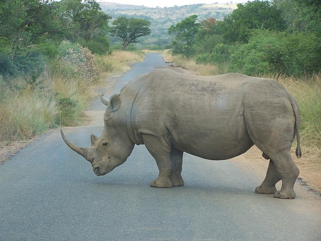 rhino