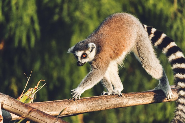 things to do in madagascar
